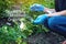 Woman scientist genetic engineer testing the plant for the presence of genetic modification. Organisms polluted with GMO