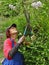 Woman with scissors regulates lilac tree