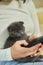Woman with scottish kitten on the sofa with phone, chatting using smartphone
