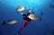 Woman Scuba Diver in Cozumel
