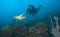 Woman scuba diver with sea turtle, St. Lucia