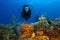 Woman Scuba Diving Over a Coral Reef