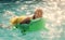 woman on sea with inflatable mattress. Fashion crocodile leather and girl in water. Relax in luxury swimming pool