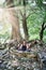 Woman seated in the lotus position at the foot of a large tree, struck by the rays of the sun