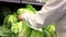 Woman selecting Chinese cabbage in grocery store