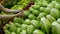 Woman selecting green lettuce in grocery store