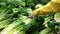 Woman selecting romaine lettuce in grocery store