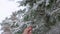 woman shakes snow from a branch of a christmas tree,first snow concept