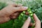 Woman shelling fresh green pea pod outdoors, closeup