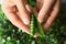 Woman shelling green peas, closeup