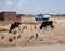 Woman Shepherd and cows in a farm, Bolivia