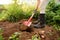 Woman shod in boots digs potatoes in her garden