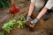 Woman shod in boots digs potatoes in her garden