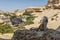 Woman shoes overlooking dry Namibe oasis. Africa. Angola.