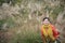 Woman Shooting in Miscanthus Background