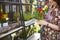 Woman shopping for flowers in garden centre variation of plants