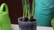 A woman shovels the soil near the sprouts of a daffodil in a pot. Adds soil to the tubers. Close-up shot