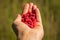 Woman showing raspberries in closeup. Healthy food and raspberry concept