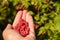 Woman showing raspberries in closeup. Healthy food and raspberry concept