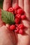 Woman showing raspberries in closeup. Healthy food and raspberry concept