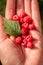 Woman showing raspberries in closeup. Healthy food and raspberry concept
