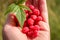 Woman showing raspberries in closeup. Healthy food and raspberry concept