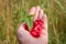 Woman showing raspberries in closeup. Healthy food and raspberry concept