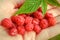 Woman showing raspberries in closeup. Healthy food and raspberry concept