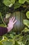 Woman shows what a big green pumpkin grows in the garden