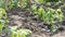 A woman sits in the ground and is buried by young green plants of tomatoes just planted in the ground stand in the sun