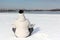 The woman sitting in a lotus pose on the snow riverbank