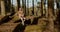 Woman sitting on rock in forest at sunny day