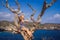 Woman sitting on a tree against the background of the sea Angel`s Billabong in Nusa Penida, Bali, Indonesia. Bali Travel