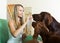 Woman sitting with two Irish setters