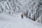 Woman ski tourer travelling in the winter forest