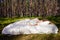 Woman sleeps on a mattress in the summer forest