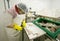 Woman slicing fish in factory