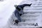 A woman slipped and fell on a wintry staircase