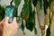 Woman with smartphone taking photo of the leaf diseases Dracaena palm
