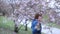 Woman smelling on a cherry blossom sakura