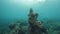 A woman snorkeling in the blue ocean full of corals and tropical fishes.