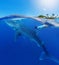 Woman snorkeling with whale shark