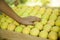 Woman sort the apricots in a box