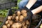 Woman sorting potato