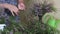 The woman sorts the branches of the forest heather. Gathers them in a bouquet and puts them in a vase. Close-up shot_