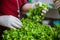 Woman sorts the greens