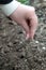 Woman sowing radish seed