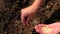 a woman sows seeds in a vegetable garden. Selective focus.