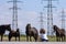 Woman speaking with herd of wild ponies called `Asturcones` with huge electric posts in the background.