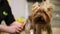 A woman in special clothes professional groomer shears a Yorkshire terrier for an exhibition of beauty. a small dog
